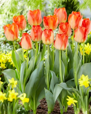 Tulipán - American Dream - 5 květinových cibulek