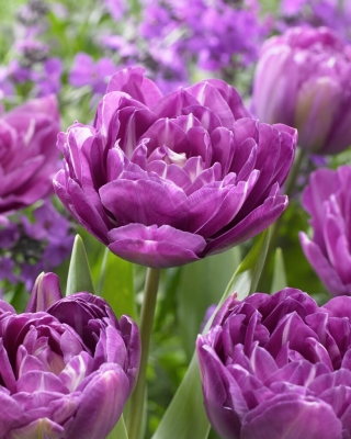 Tulipa - Blue Spectacle - 5 peças