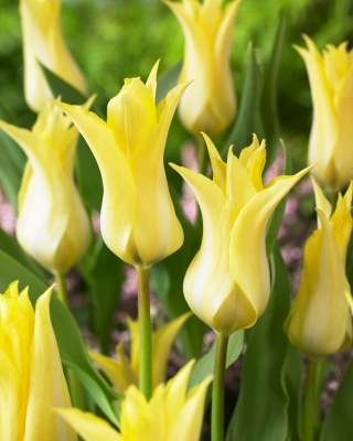 Tulipa - Florijn Chic - 5 peças
