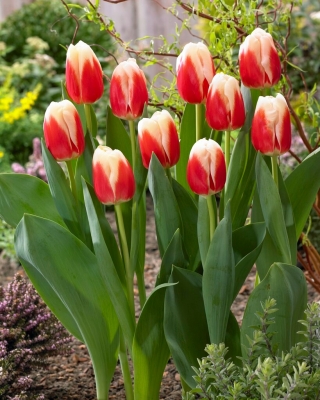 Tulipa - Roman Empire - 5 peças