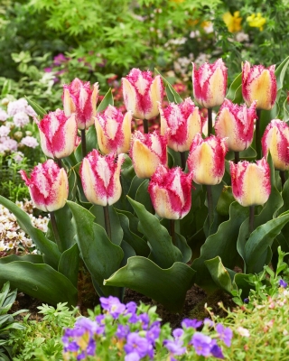 Tulip - Yasmine - GIGA Pack! - 250 pcs