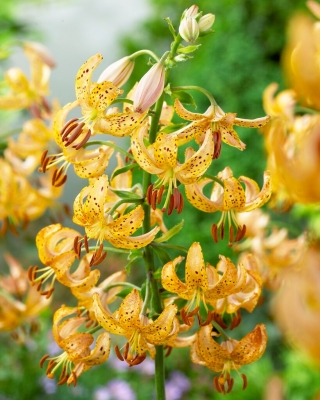 Martagon Lily - 'Lilium Martagon' - Гвинейско злато