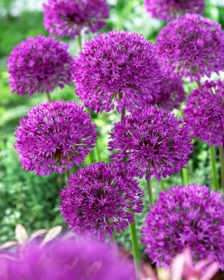 Dekorativ vitlök - Purple Sensation - paket med 3 stycken - Allium Purple Sensation