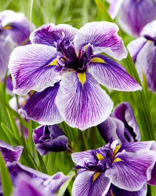 Japán nőszirom, Iris ensata 'Dinner Plate Sundae'