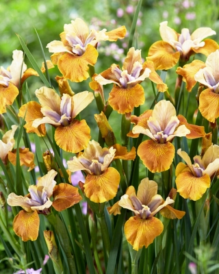 Giaggiolo siberiano (Iris sibirica) „Colonel Mustard” - Confezione grande - 10 unità