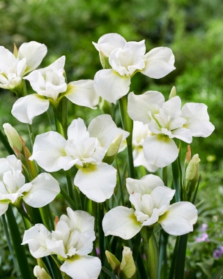 Sibirische Schwertlilie, Iris sibirica 'Dreaming Green'