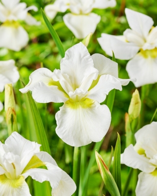 Sibirische Schwertlilie, Iris sibirica 'Ester C.D.M.'