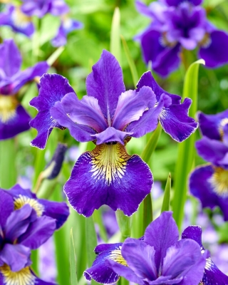 Sibirisk Iris 'Golden Edge' - stor pakke - 10 stk