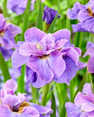 Giaggiolo siberiano (Iris sibirica) „Having Fun” - Confezione grande - 10 unità