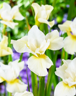 Iris sibirica 'Snow Queen' - mega pakket - 50 planten