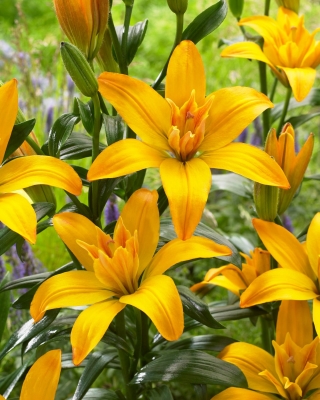 Crini „Gold Twin” - floare dublă - Pachet gigantic - 50 unități