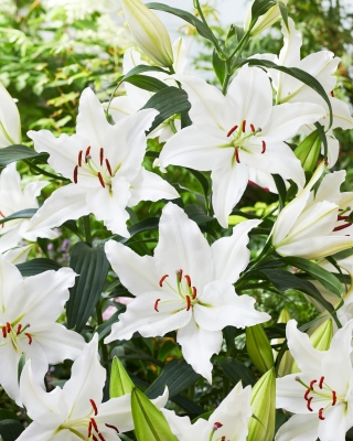 Lily 'Puresse' - Oriental, Fragrant