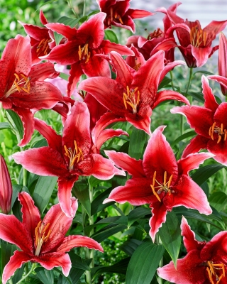 Giglio, Lilium „Red Flash” - orientale, profumato - Confezione grande - 10 unità