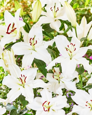 Lily 'Snowy Mountain' - Oriental, Fragrant - Giga Pack! - 50 pcs.