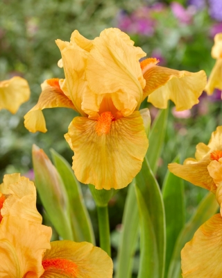 Giaggiolo, Iris germanica „All Right” - Confezione grande - 10 unità