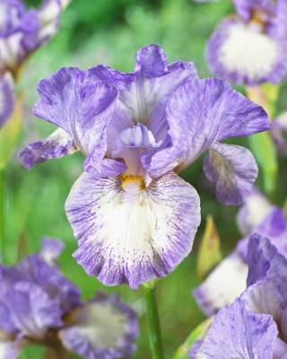 Giaggiolo, Iris germanica „Frothingslosh”