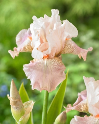 Giaggiolo, Iris germanica „Frappe”