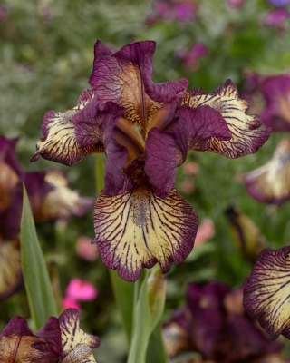 Giaggiolo, Iris germanica „Gnu Rayz” - Confezione grande - 10 unità