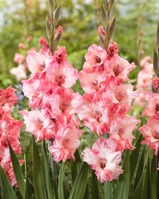 Gladiolus - Gladiolus 'Cherry Candy' - stor pakke - 50 stk