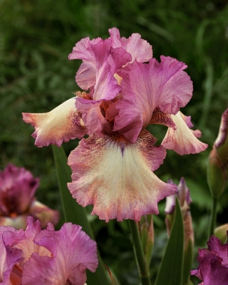 Giaggiolo, Iris germanica „Returning Rose” - Confezione grande - 10 unità