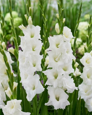 Miekkalilja - Gladiolus 'Essential' - 5 kpl