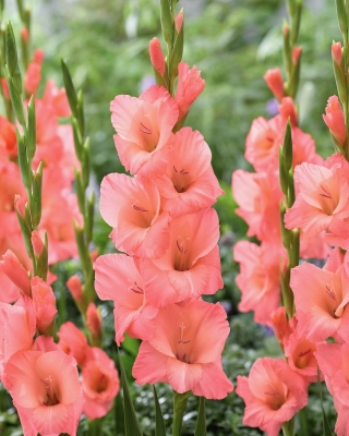 Gladiolus - Gladiolus 'Sugar Babe' - 5 stk