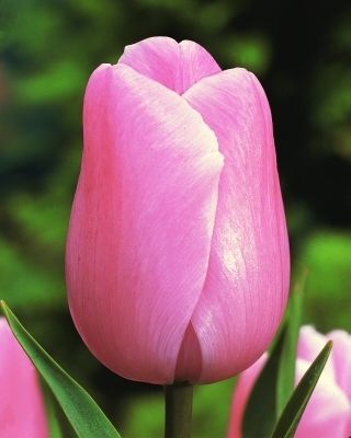 Tulipa Pink Diamond - Тюльпан Pink Diamond - 5 цибулин