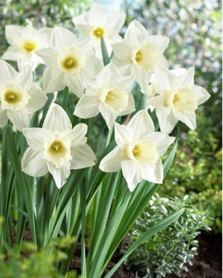 Narcissus Mount Hood - Daffodil Mount Hood - 5 lampu