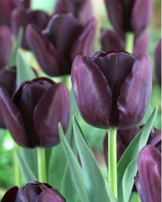 Tulpės Queen of Night - pakuotėje yra 5 vnt - Tulipa Queen of Night