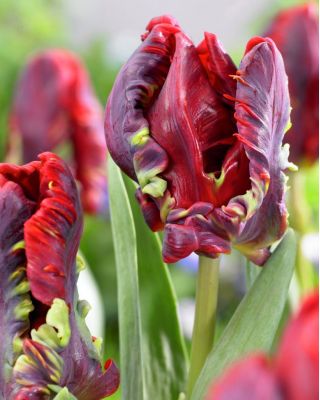 Тюльпан Rococo - пакет из 5 штук - Tulipa Rococo