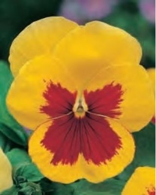Stemorsblomst - Viola x wittrockiana - Yellow Red Eye - gul - 320 frø - rød