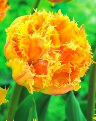 Esprite dvojitý lemovaný (crispa) tulipán - 5 ks - Tulipa Esprite