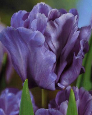 Tulipa Blue Parrot - Тюльпан Блакитний папуга - 5 цибулин