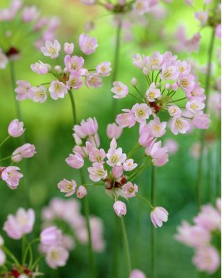 Allium Roseum, Rosen-Lauch - 20 Zwiebeln
