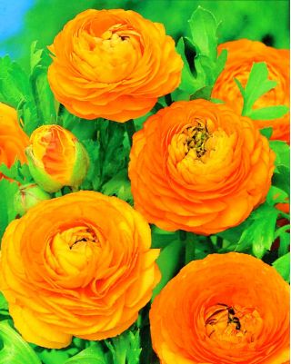 Renoncules - orange - paquet de 10 pièces - Ranunculus