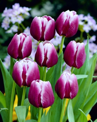 Tulipa Arabian Tajomstvo - Tulip Arabian Mystery - 5 kvetinové cibule - Tulipa Arabian Mystery