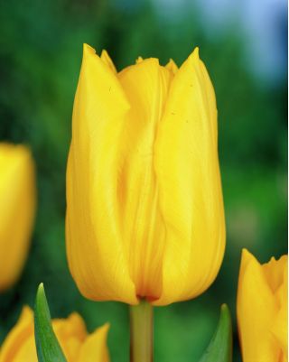 Тюльпан Yokohama - пакет из 5 штук - Tulipa Yokohama