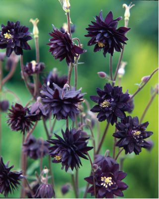 Aquilegia، Columbine، Grannet's Bonnet Black Barlow - لامپ / غده / ریشه - Aquilegia vulgaris