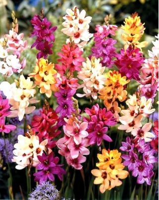 Ixia Mixed - färgval - stort pack! - 150 st - 