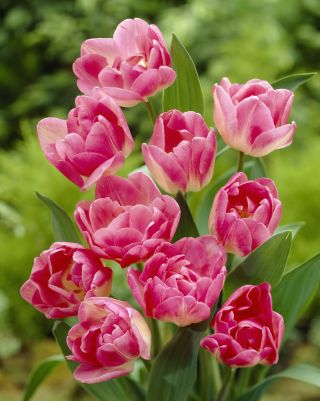 Tulipa Up Star - pacote de 5 peças