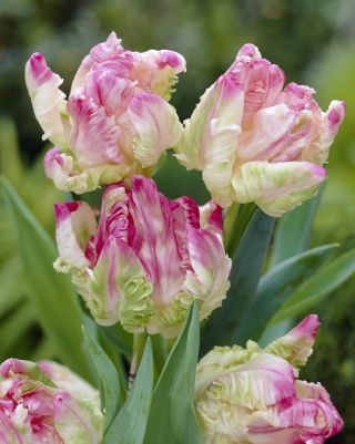 Tulipa Webers Parrot - Tulip Webers Parrot - 5 bulbi
