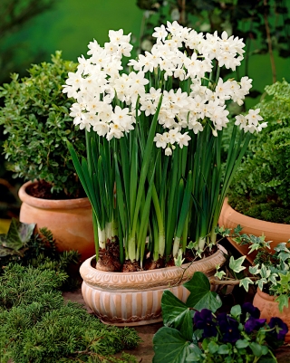 Narsissit - Paperwhites Ziva - paketti 5 kpl - Narcissus
