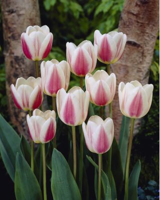 Tulpansläktet Beau Monde - paket med 5 stycken - Tulipa Beau Monde
