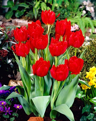 Tulipa Abba - Tulip Abba - 5 หลอด