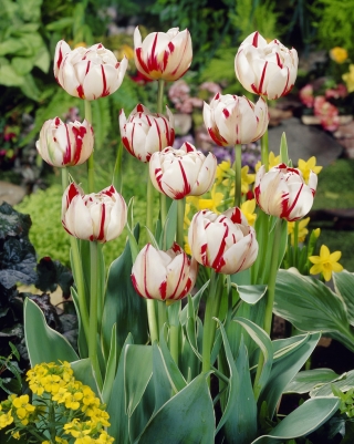 Tulipa Carnaval de Nice - Tulip Carnaval de Nice - 5 bulbs