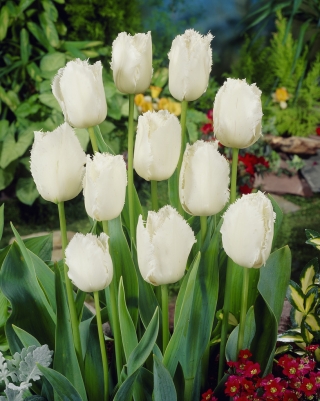 Tulipa Swan aripi - aripi Swan Tulip - 5 bulbi - Tulipa Swan Wings