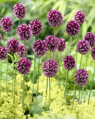 Pyöreäpääinen purjo - Allium rotundum - 3 kpl; purppurakukkainen valkosipuli - 