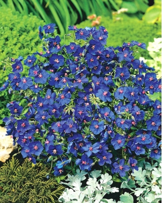 Blue Pimpernel seeds - Anagallis grandiflora - 130 seeds