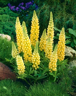 Λούπινος, λούπινο, λούπινο κίτρινο - βολβός / κόνδυλος / ρίζα - Lupinus hybridus