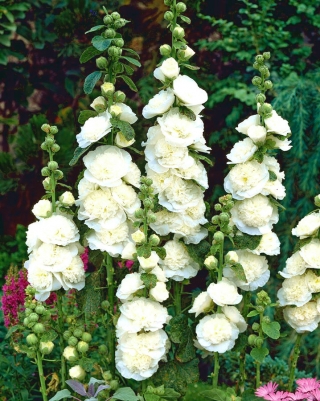 เมล็ดสีขาวคู่ของ Hollyhock Chater - Althea rosea fl PL - 50 เมล็ด - Althaea rosea